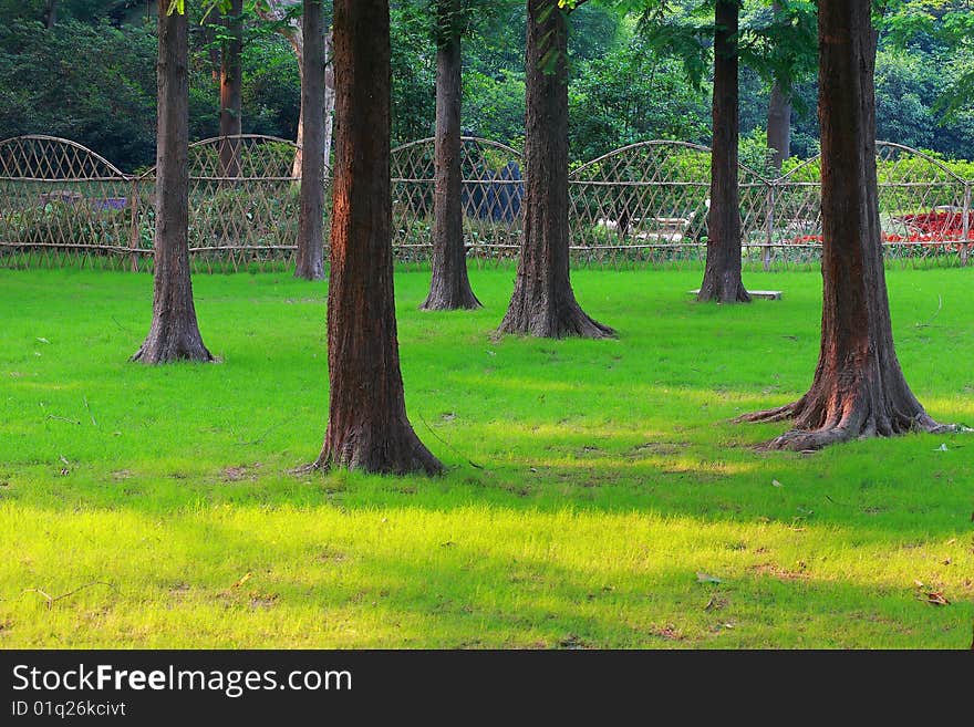 Trees and lawn in a park in summer