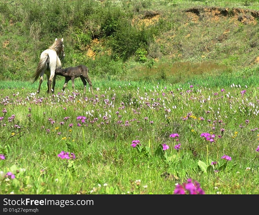 Female horse and foal stories. Female horse and foal stories