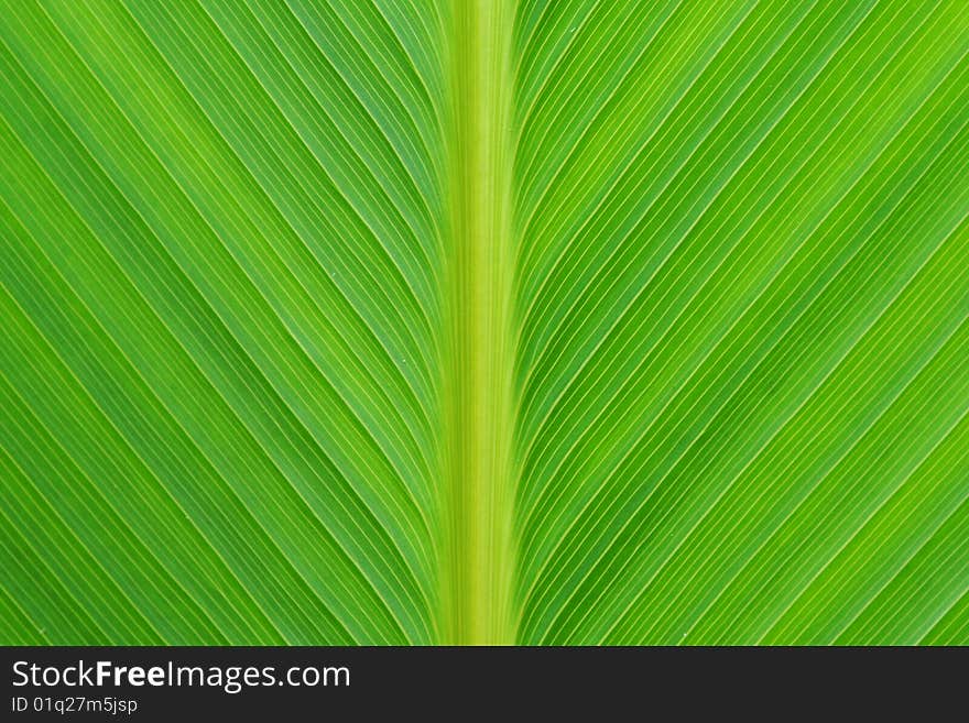 Texture of a green leaf