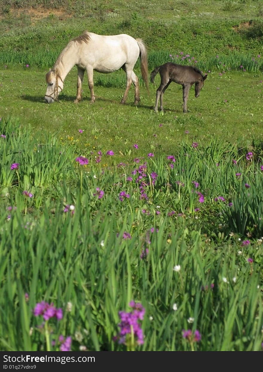 Female horse and foal stories. Female horse and foal stories