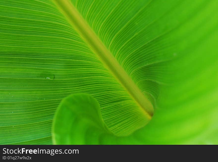 Texture of a green leaf