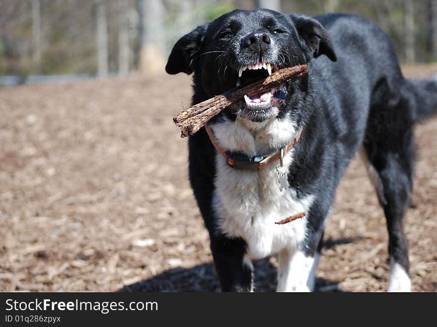 Dog with stick