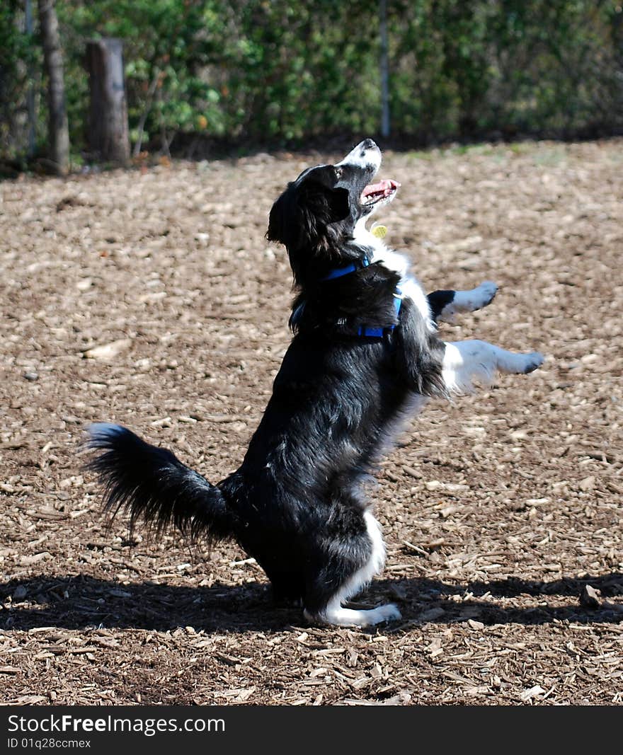 Dog about to jump up. Dog about to jump up