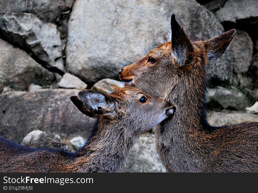 Two deer in Miyajima, Tokyo