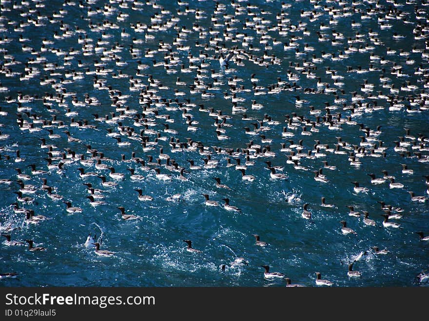 Sea Of Birds