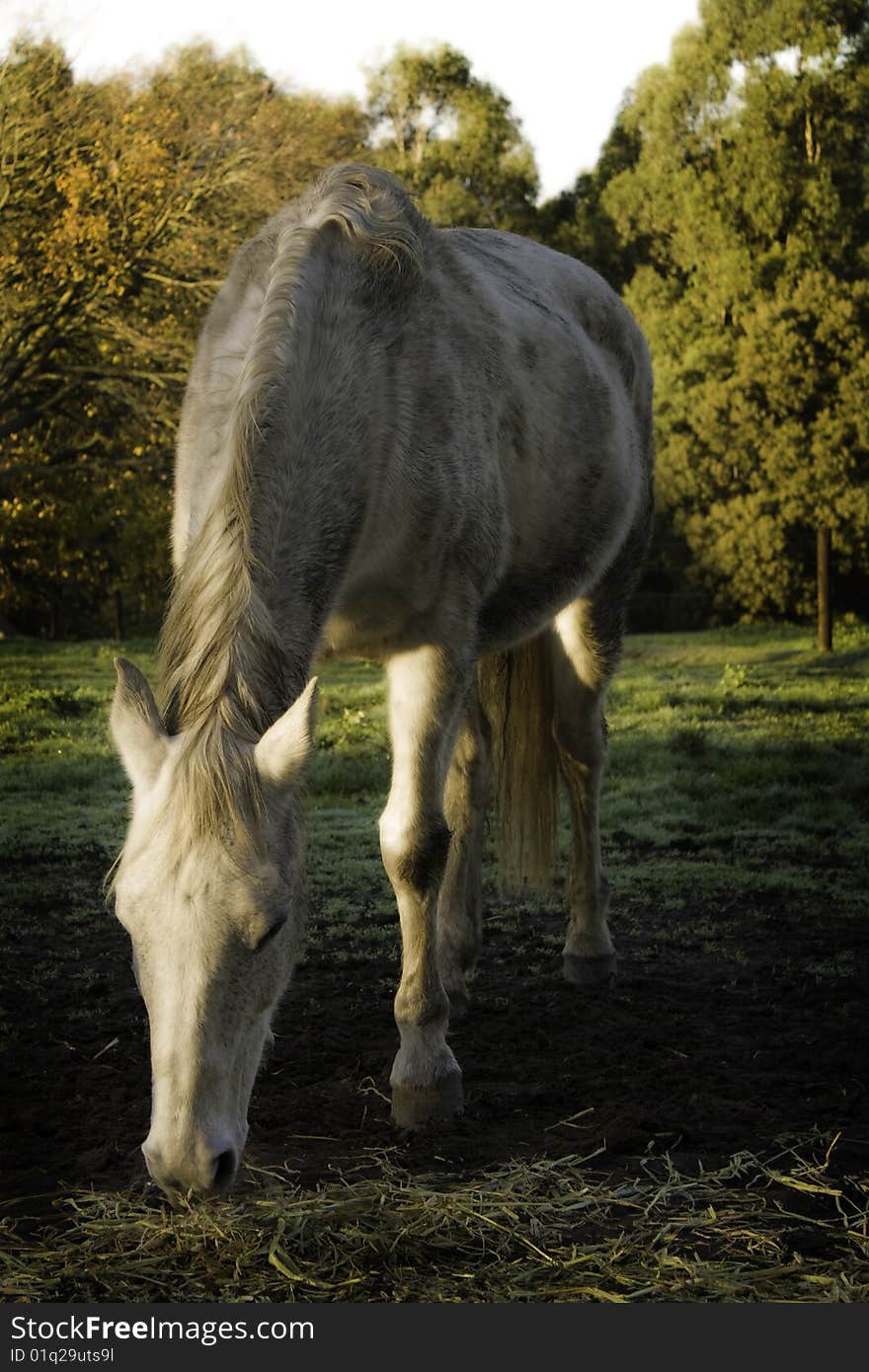 Beautiful white horse eating straw in a rural , dreamy surroundings