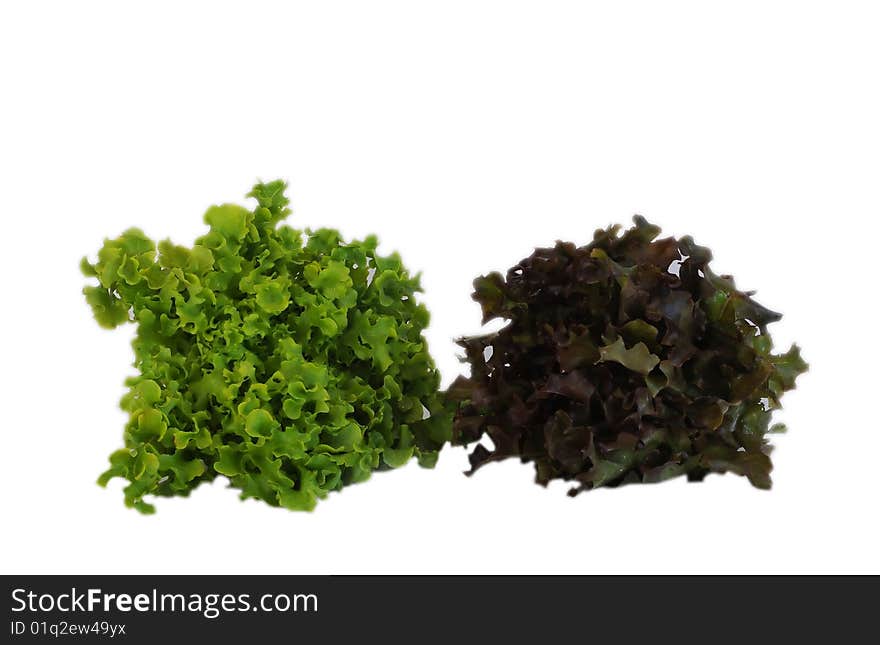 Lettuce On White Background