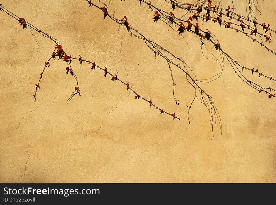 Yellow wall and dry branches. Yellow wall and dry branches