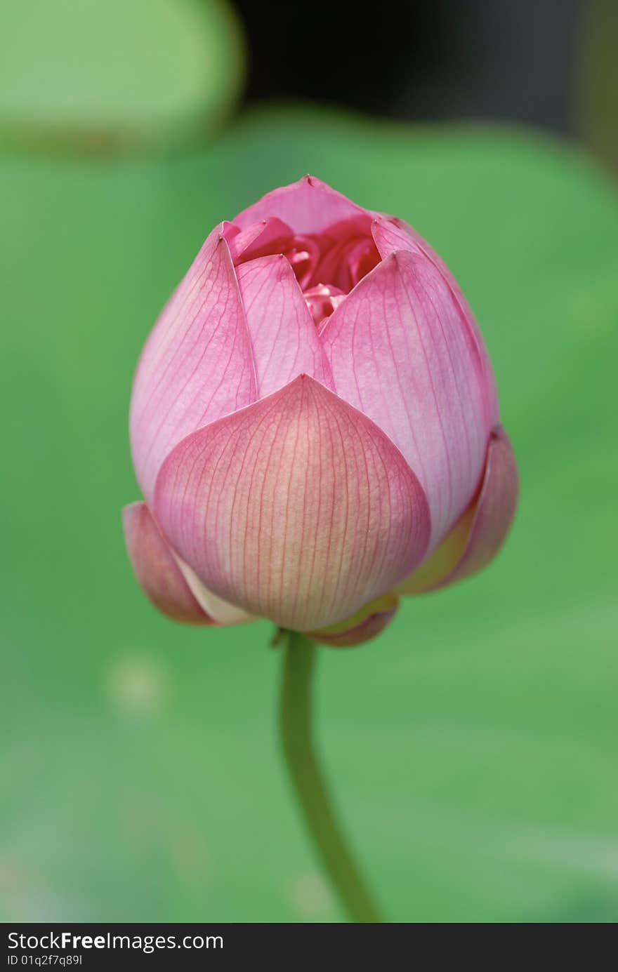 Lotus flower