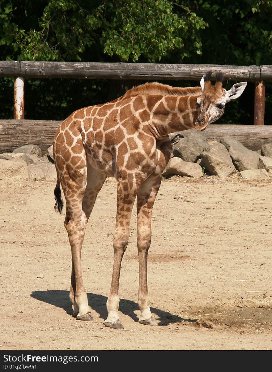 Young giraffe standing in ZOO. Young giraffe standing in ZOO