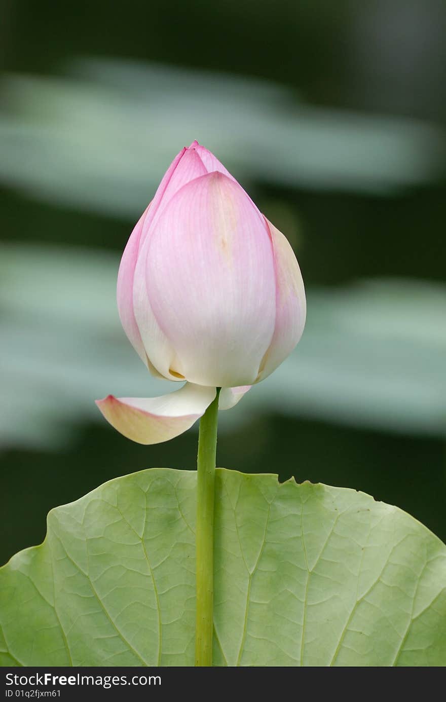 Lotus flower