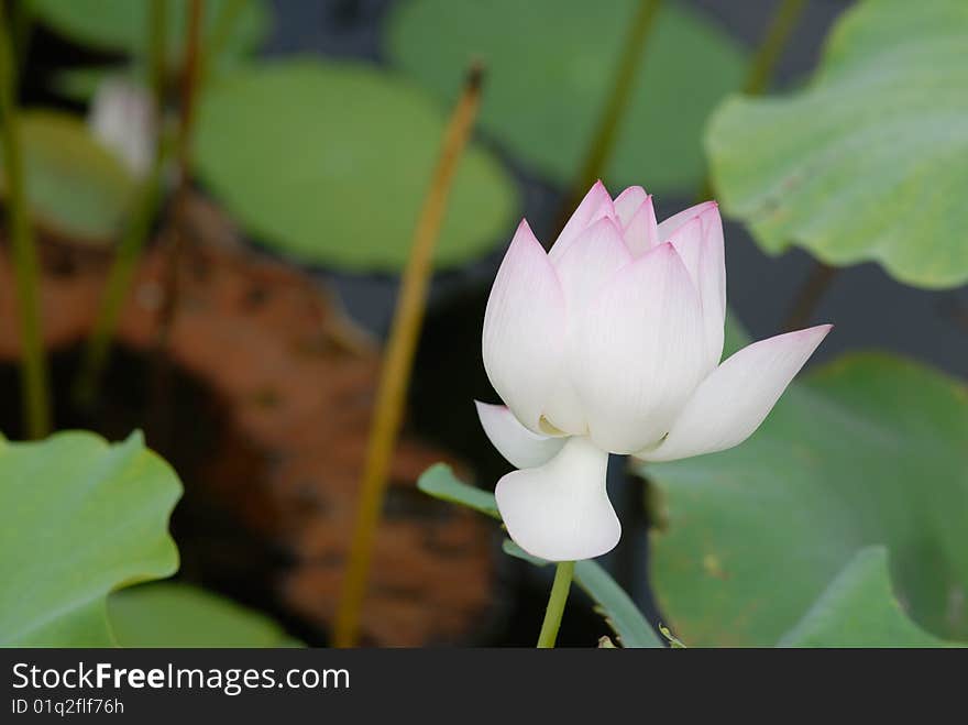 Lotus flower