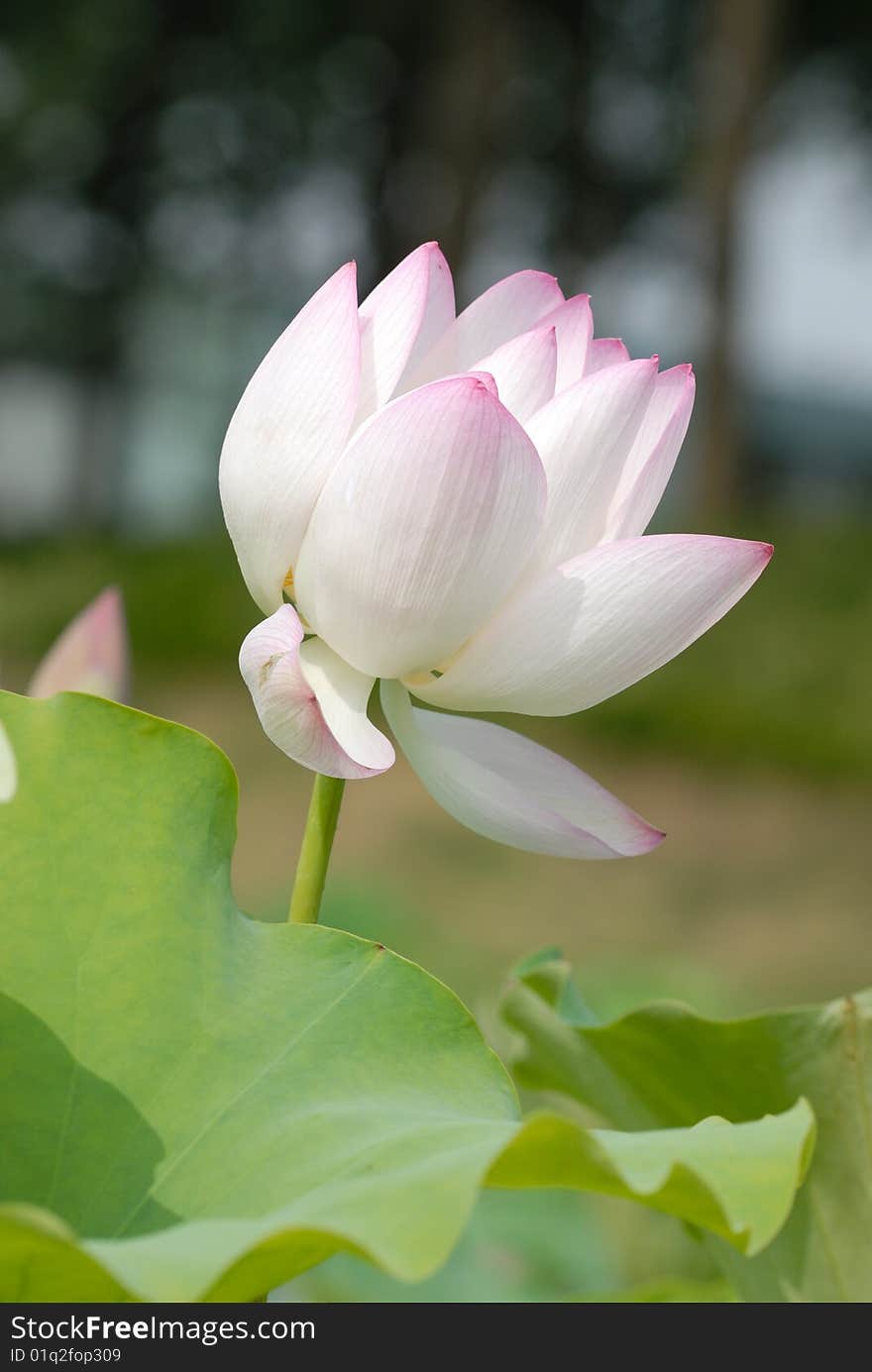 Lotus flower