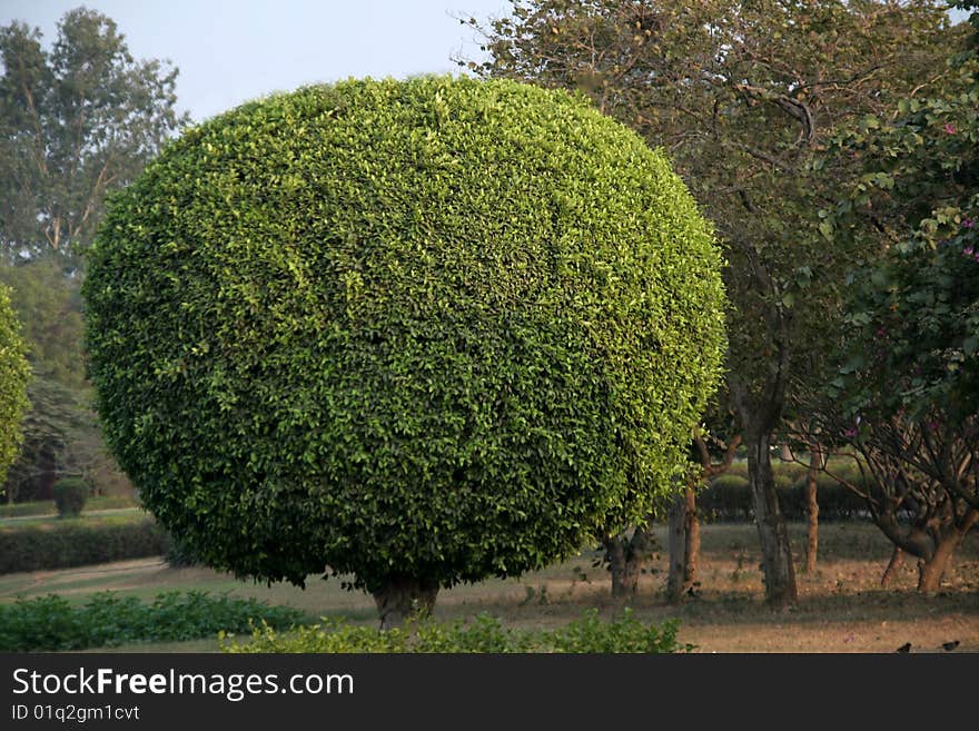 Decorative trimming of tree in the shape of a ball. Decorative trimming of tree in the shape of a ball