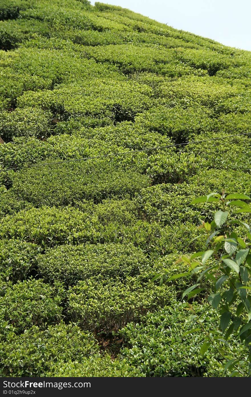 Closer view of tea garden on slope of mountain. Closer view of tea garden on slope of mountain