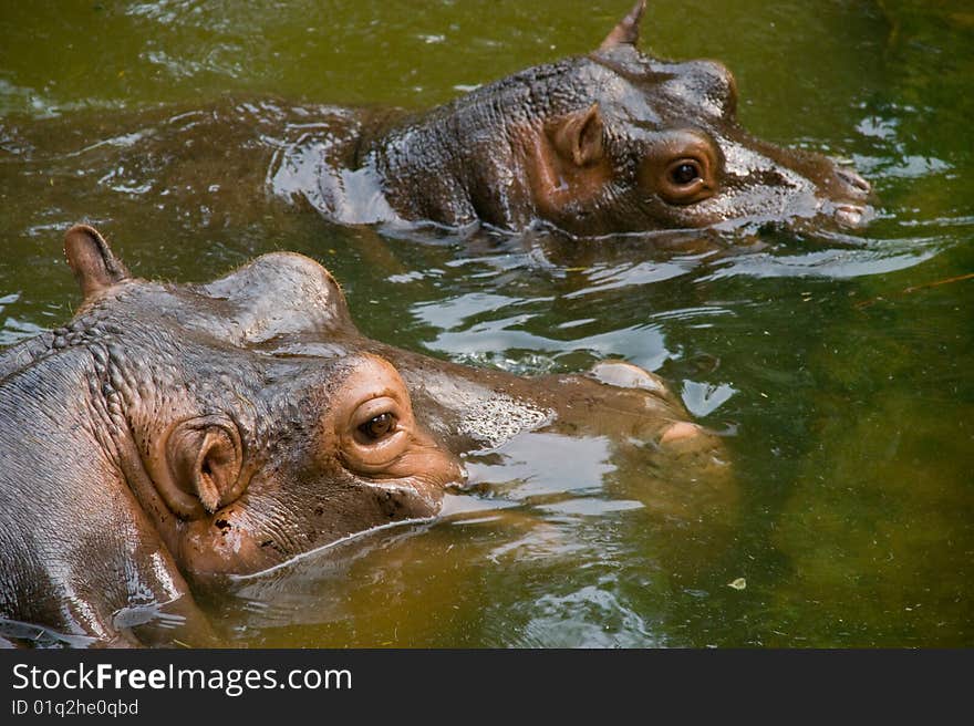 Hippopotamus