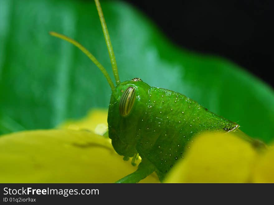 A close up view of a large green grasshopper clinging to the leaf of Thailand.