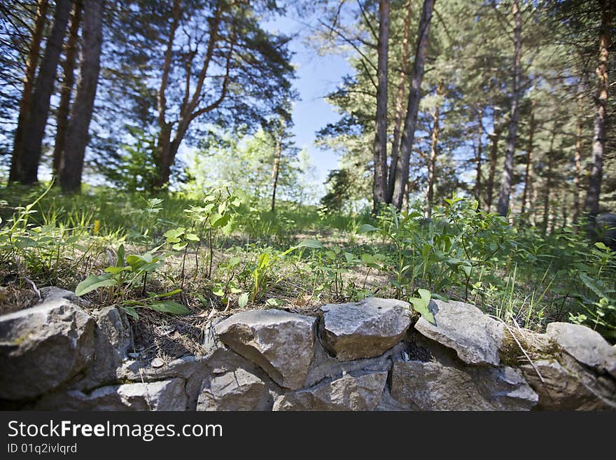 You can see stones and grass close front, in background - trees of forest