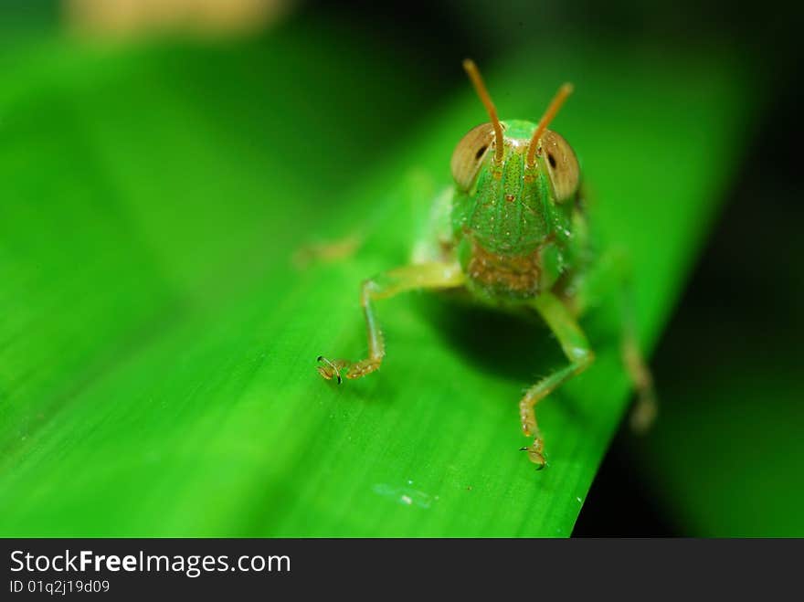 A close up view of a large green grasshopper clinging to the leaf of Thailand.