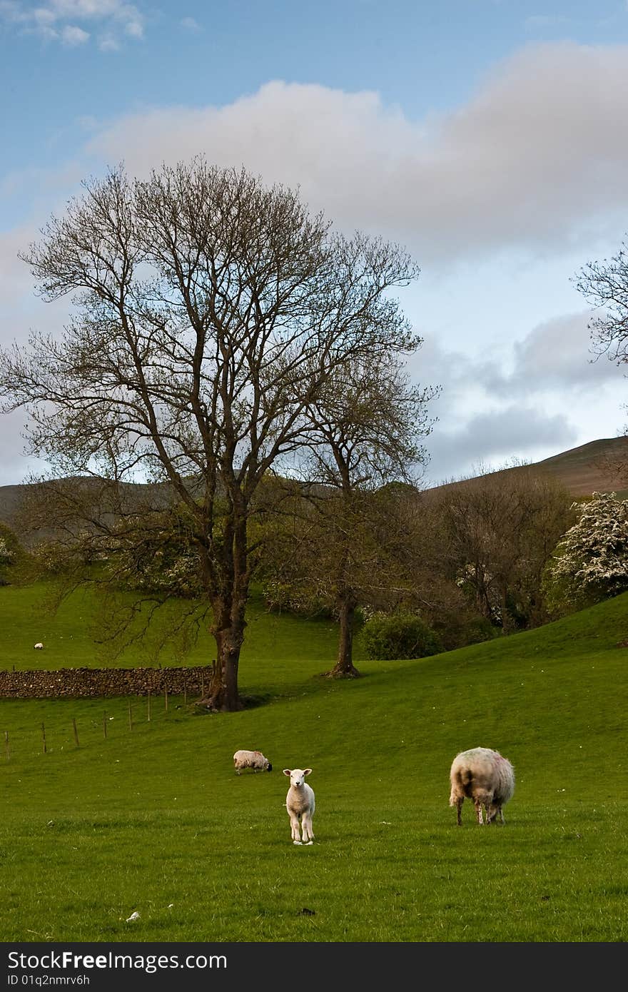 Tree standing in the meadow.