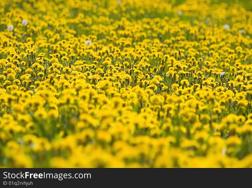 Field of dandelion