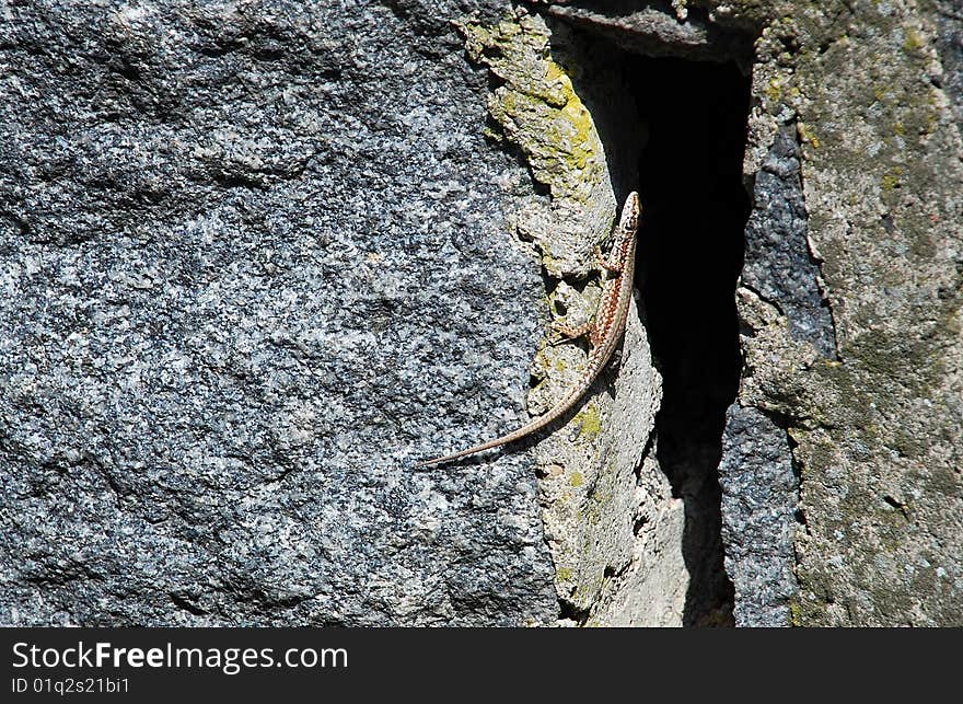 Small lizard on gray stone at sunlight. Small lizard on gray stone at sunlight