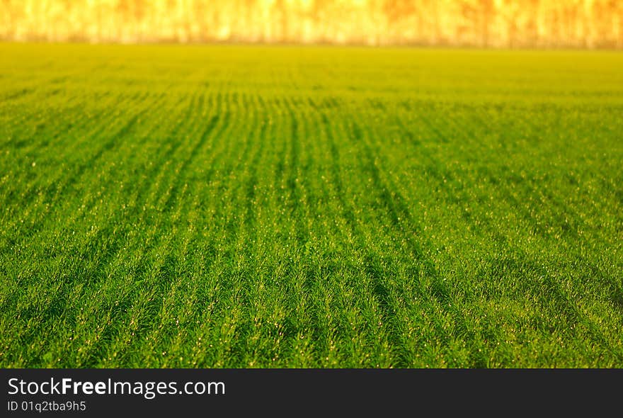 Green field wheat, rural landscape, bright sunny day