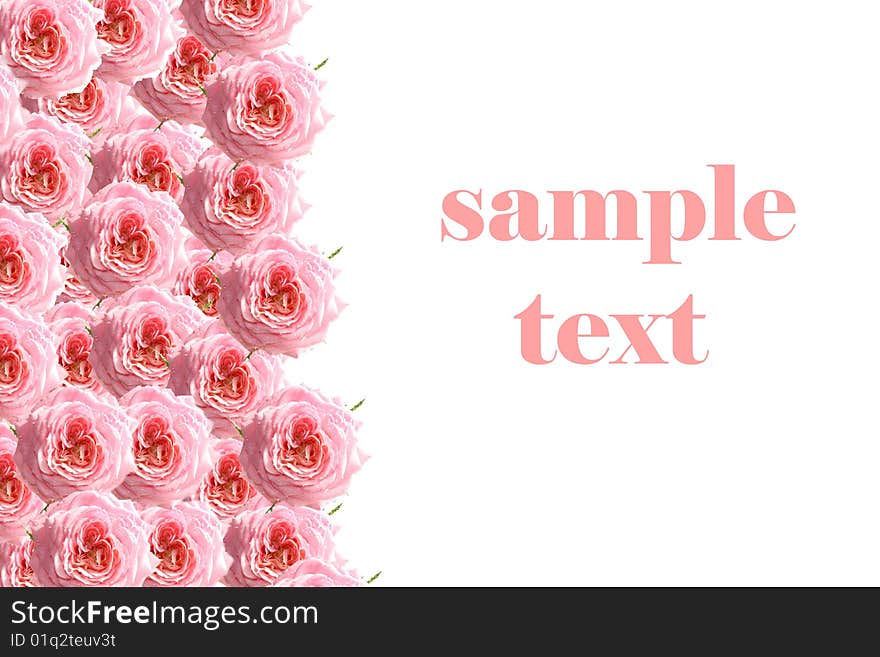 Roses on a white background, it is isolated, sample text