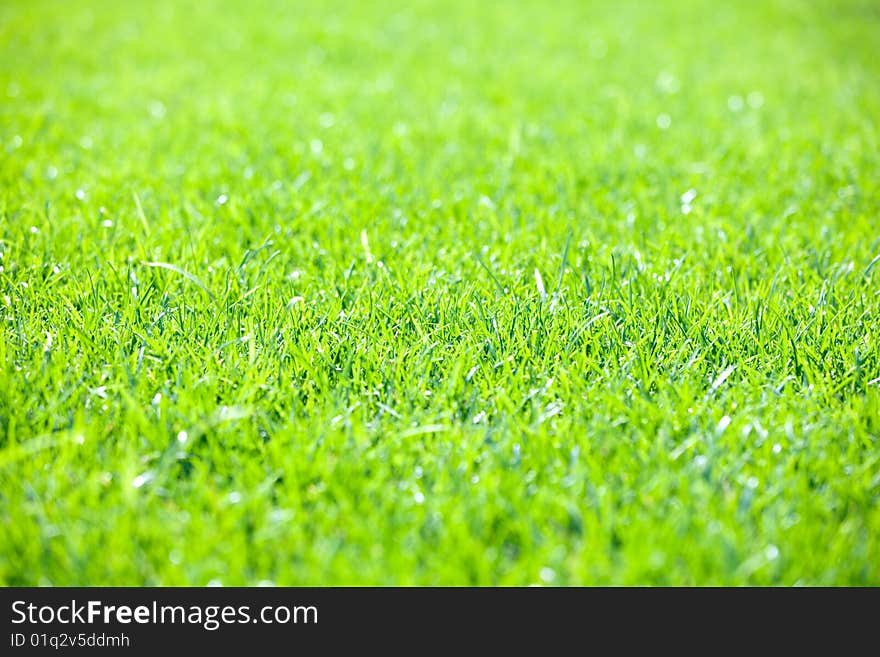 Green grass