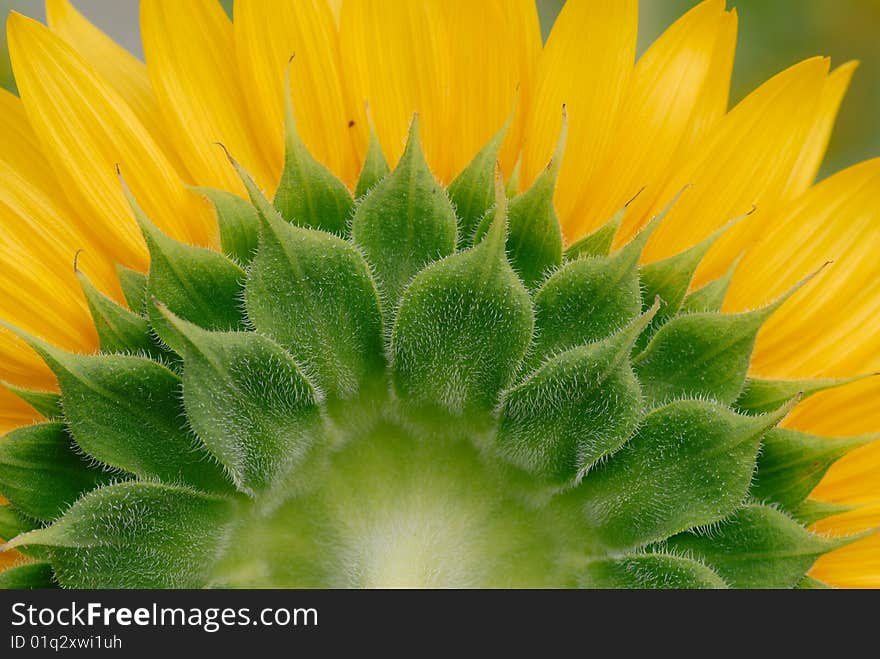 Back marco shot of sunflower