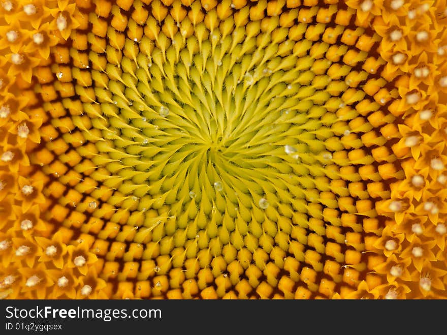 A sunflower close up shot