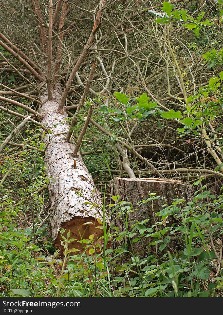 Chopped down tree left to attract wildlife in a British wood. Chopped down tree left to attract wildlife in a British wood.