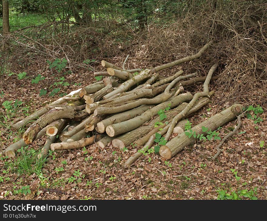 Pile of logs left to attract wildlife in a British wood. Pile of logs left to attract wildlife in a British wood.