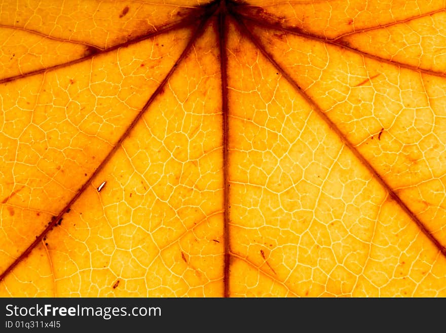 Texture of a yellow leaf close up