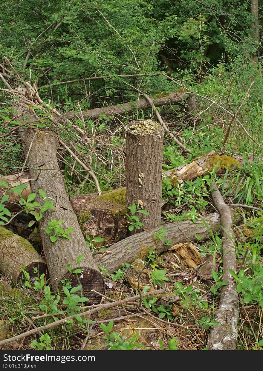 Pile of logs left to attract wildlife in a British wood. Pile of logs left to attract wildlife in a British wood.