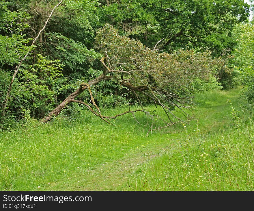 British woodland in early summer.