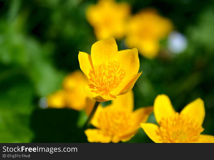 Yellow flowerets on the edge of the wood