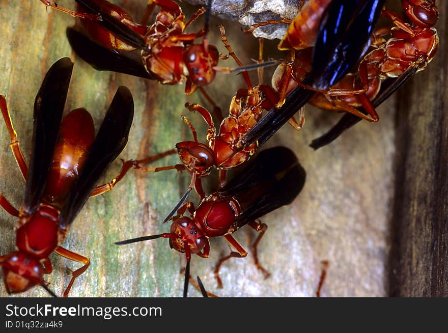 Mahogany Hornets in nest in Houston Texas