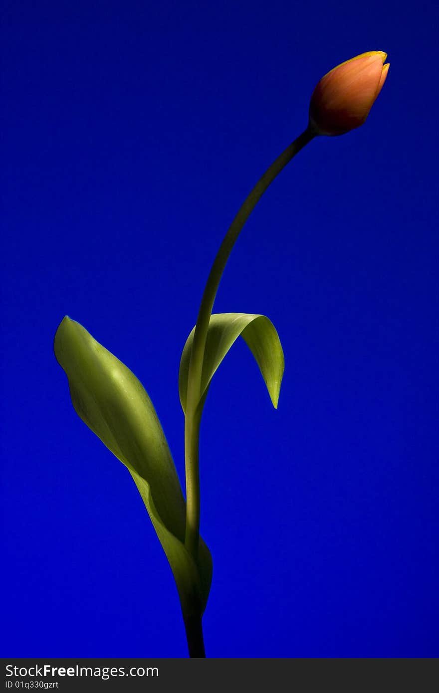 Red tulip painted with light