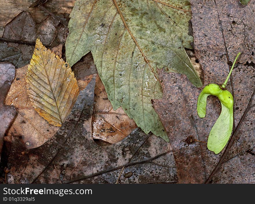 Spring Leaves