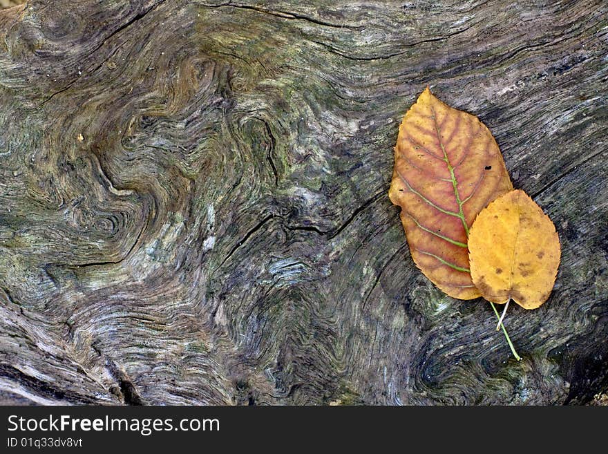 Spring Leaves And Seeds