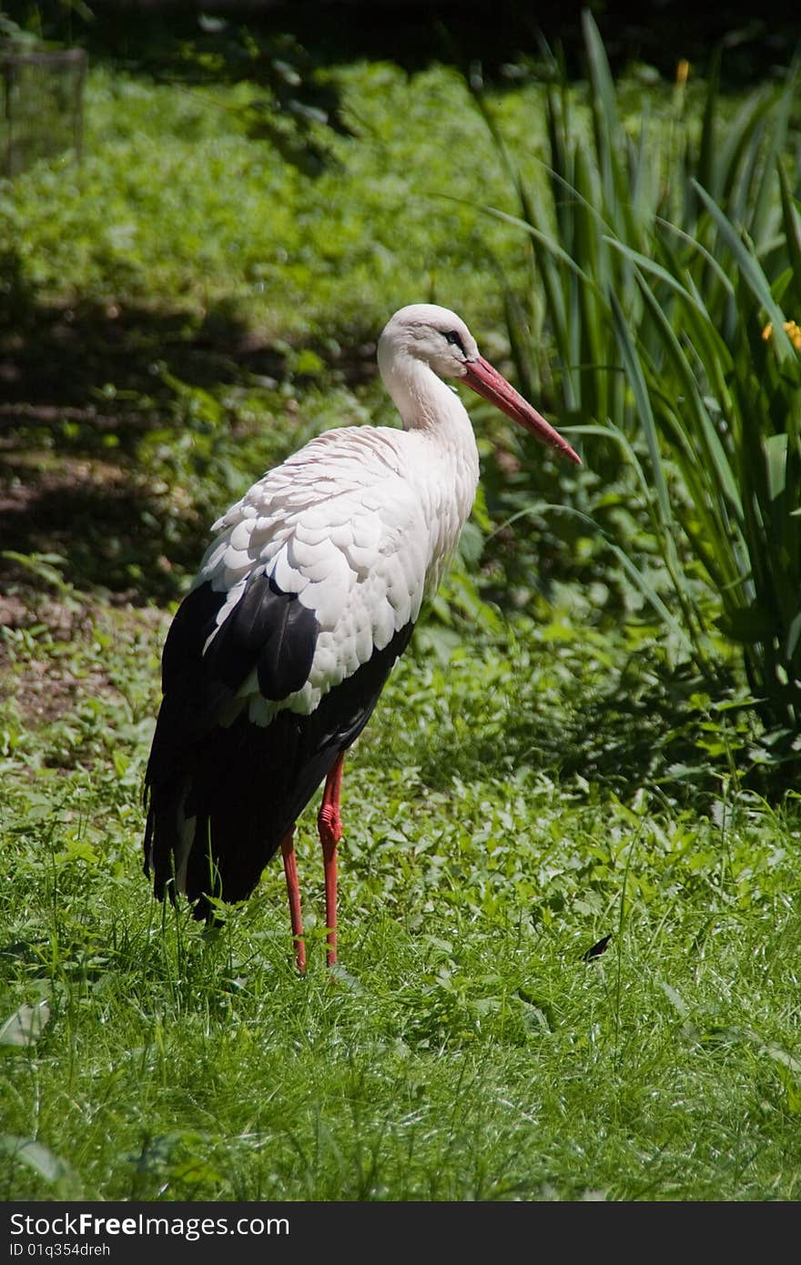 Stork