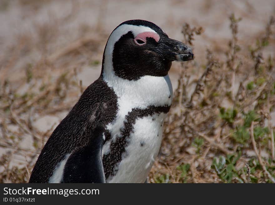 One Penguins at Boulders Beach, South Africa