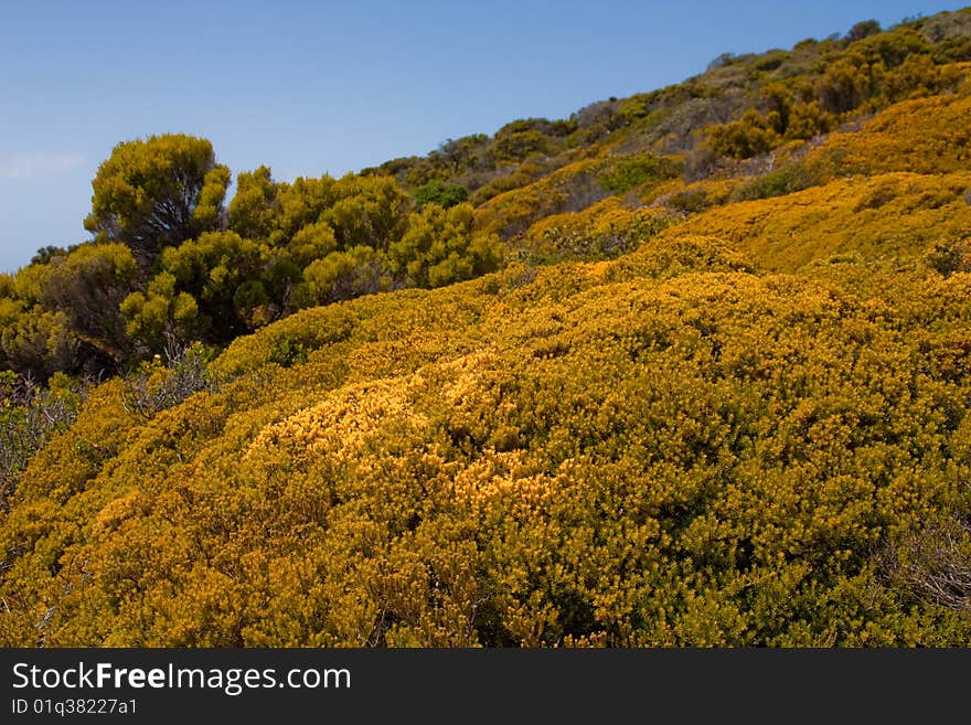 Fynbos