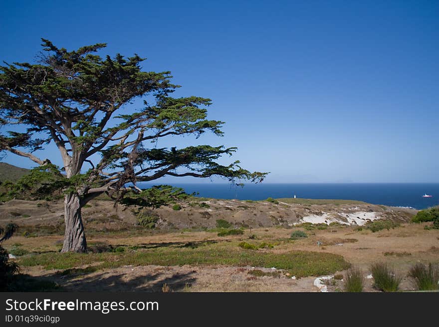 An african tree in fynbos landscape in front of the sea