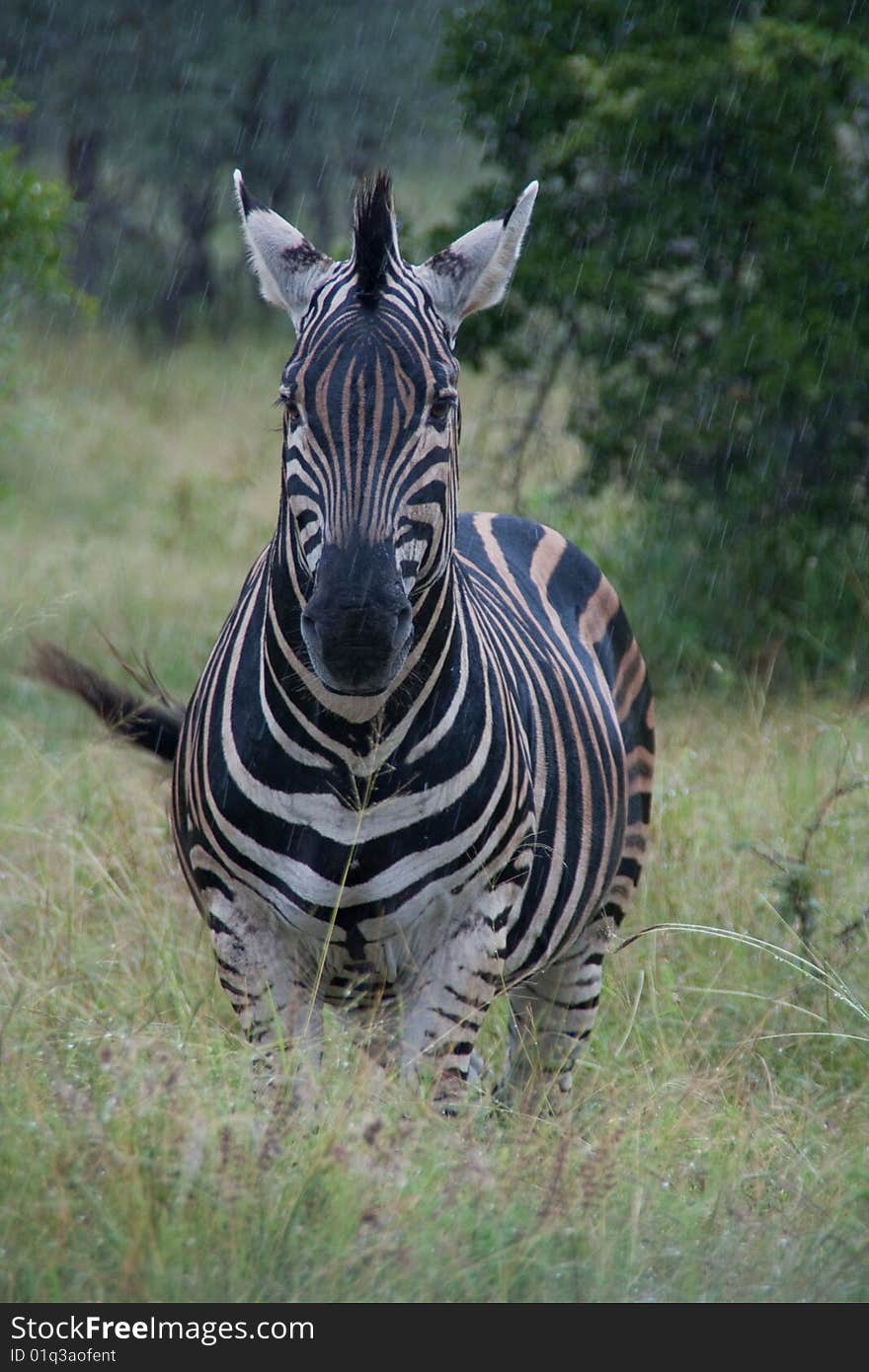 Zebra in the Rain