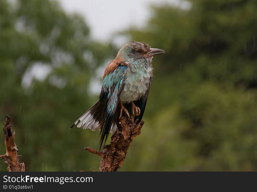 Wet bird