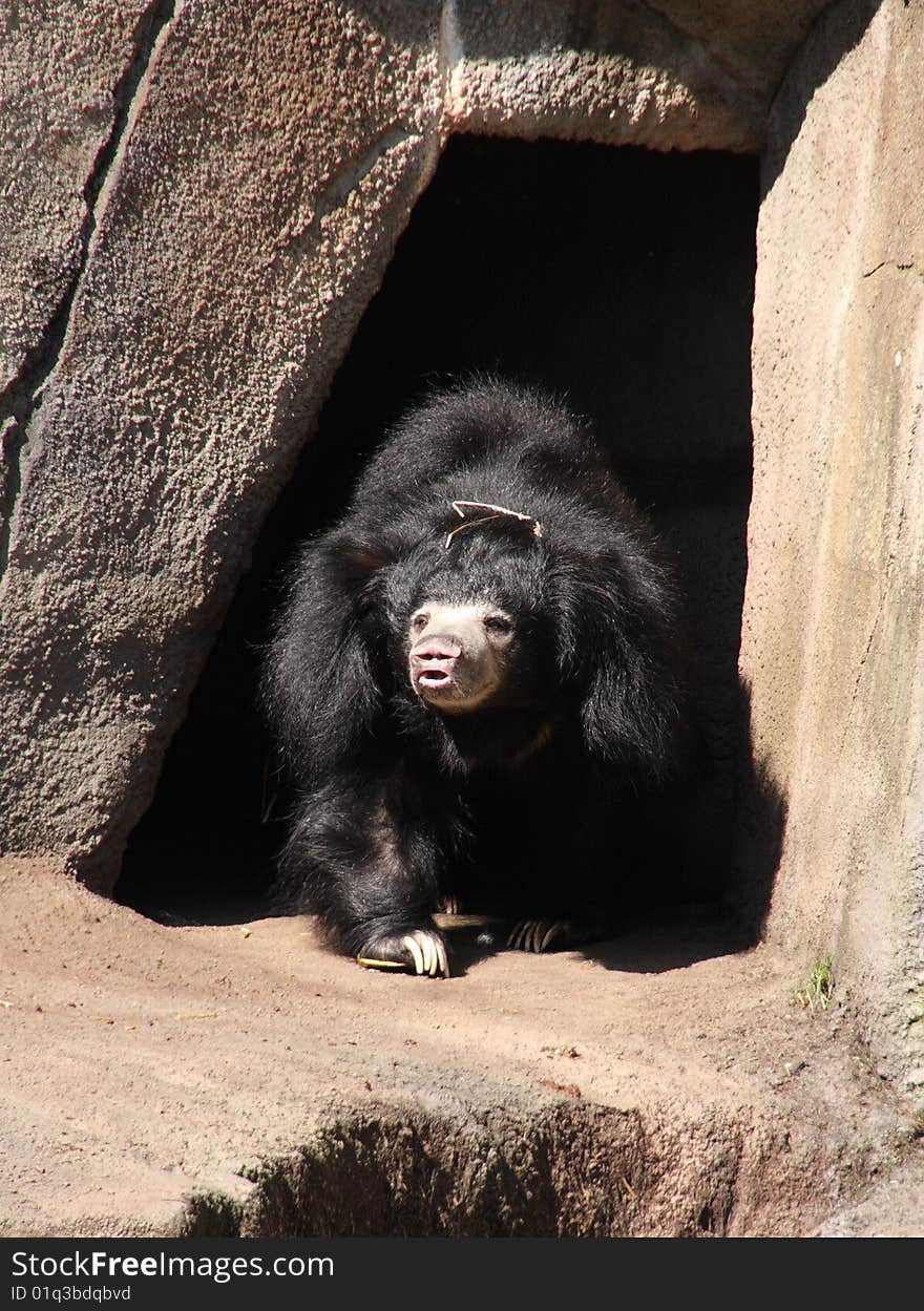 Black Sloth Bear