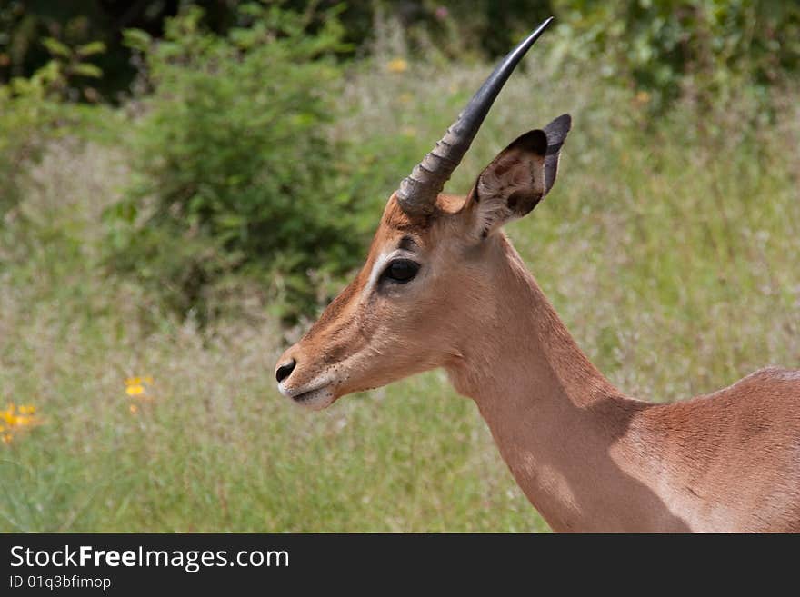 Young Impala