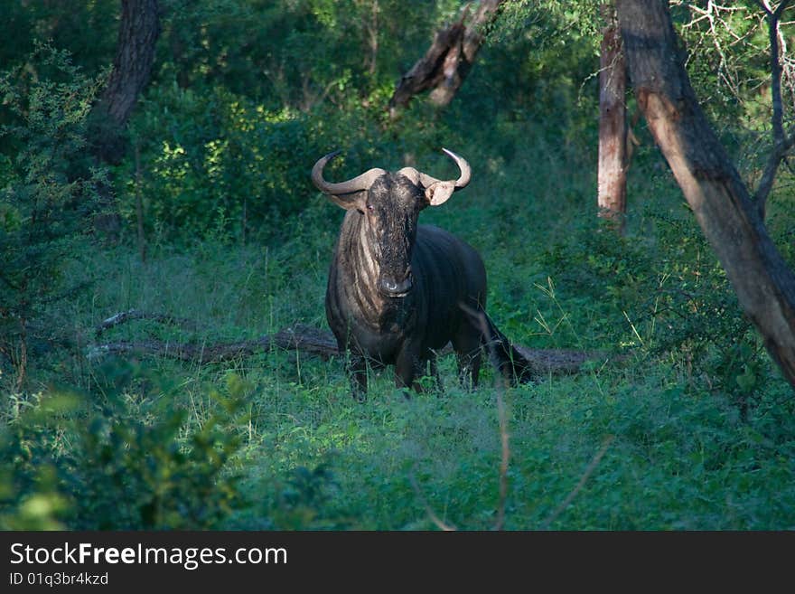 A Gnu is standing in the djungle